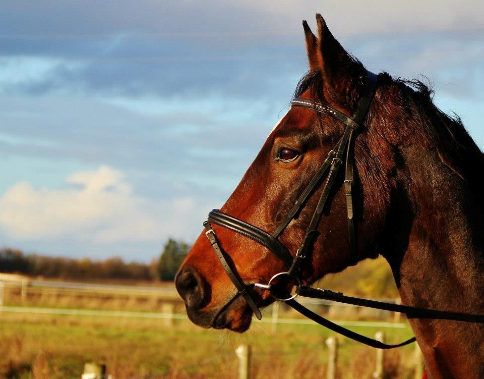 Holstener Monokrat Essenbæk - Monty - 1. Monty på en dejlig efterårsdag :o) billede 1