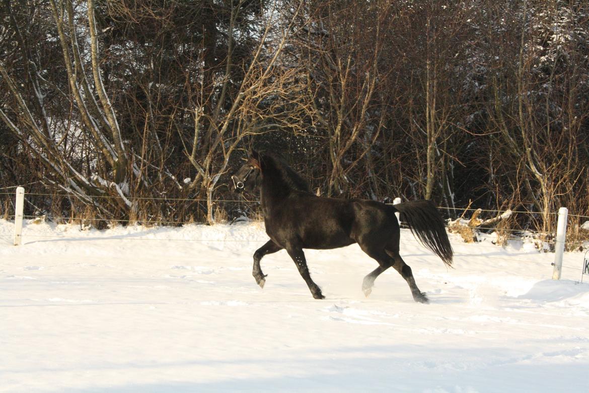 Anden særlig race Nala billede 1