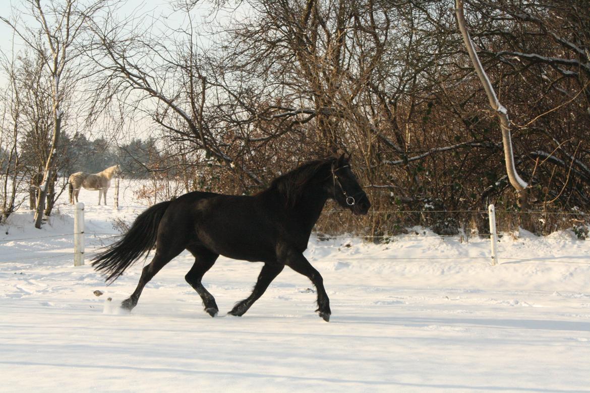 Anden særlig race Nala billede 2
