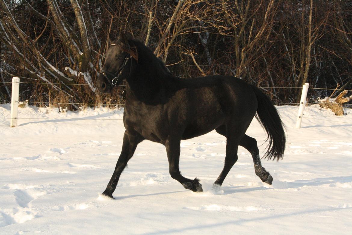 Anden særlig race Nala billede 3