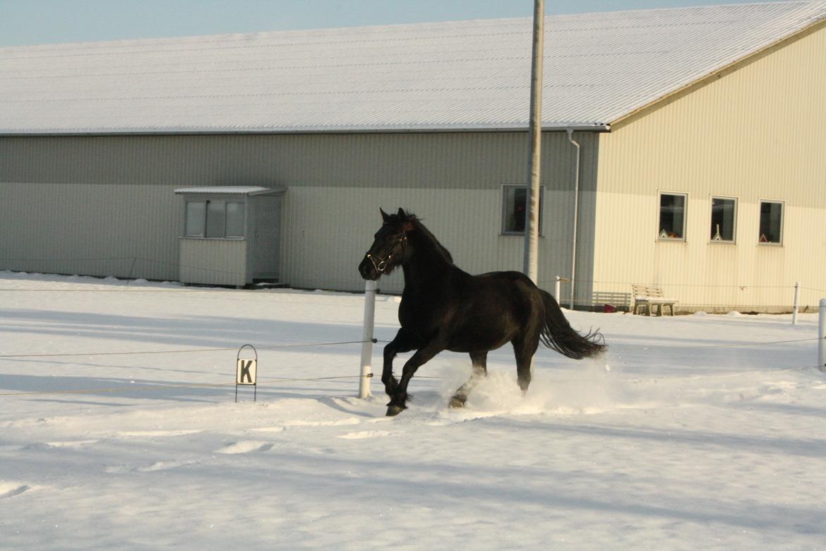 Anden særlig race Nala billede 4
