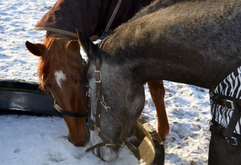 Anden særlig race Vanessa billede 3