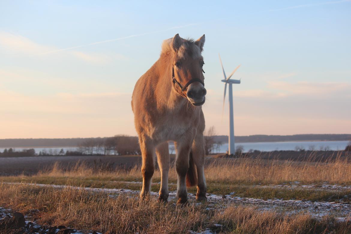 Fjordhest Ikena R.I.P 02-05-2013 billede 5