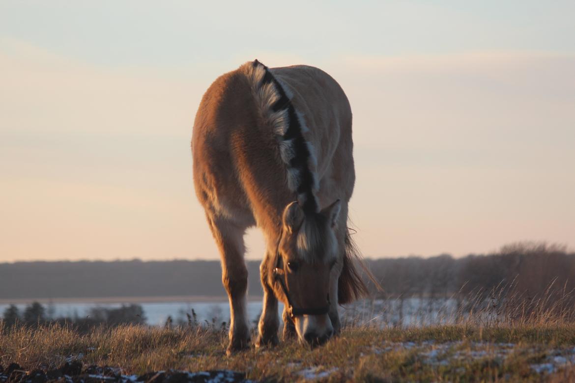 Fjordhest Ikena R.I.P 02-05-2013 billede 4