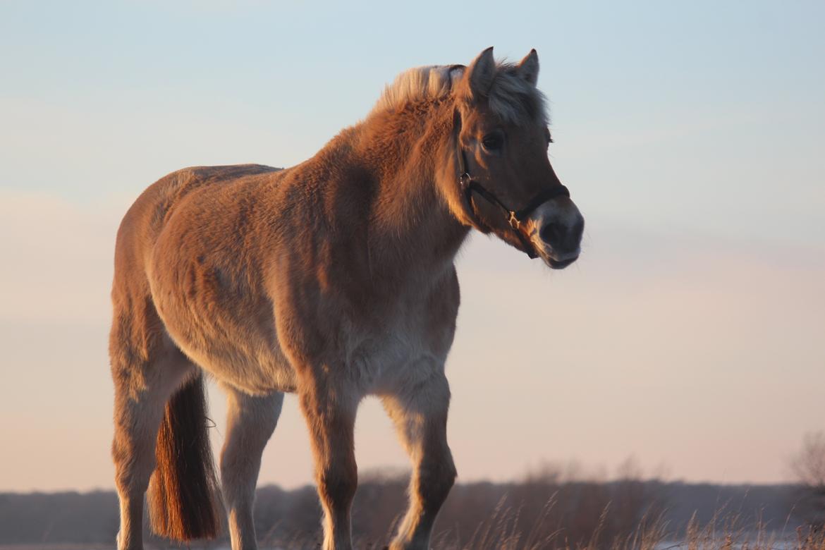 Fjordhest Ikena R.I.P 02-05-2013 - <3 billede 3