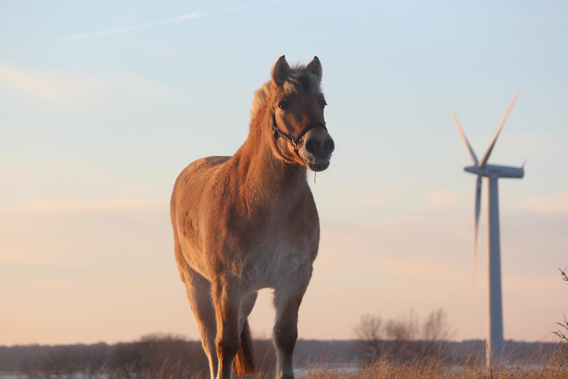Fjordhest Ikena R.I.P 02-05-2013 - <3 billede 2
