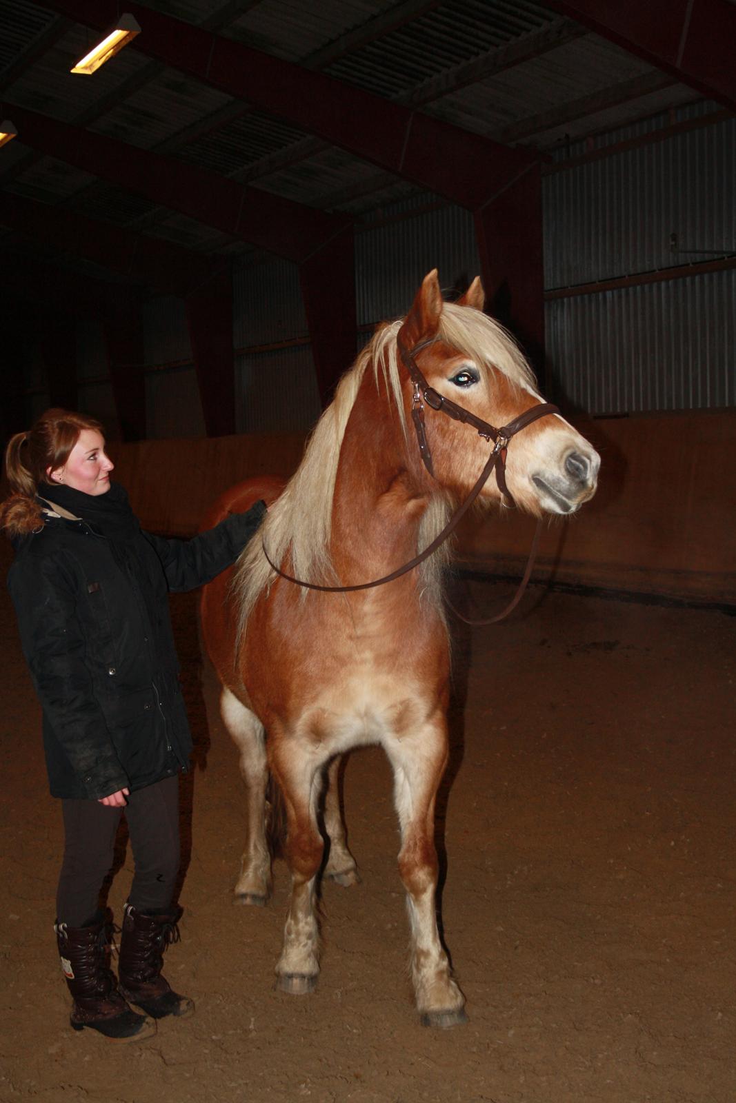 Tyroler Haflinger | Savage - 06-12-12 I ridehus billede 8