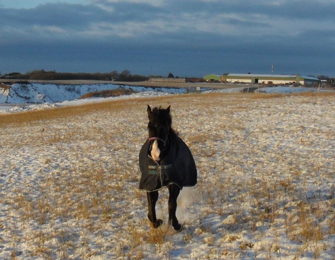 Anden særlig race Klitgaards Mr Big *R.I.P* - 5 Dec 2012, desværre med dækken grundet regneksem.. Men han kommer når mor kalder <3 billede 36