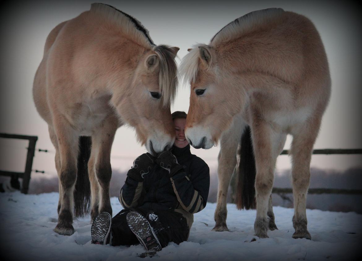 Fjordhest Lamhaves Confetti - Bibi t.h. og Confetti t.v., jeg i midten :-) billede 6