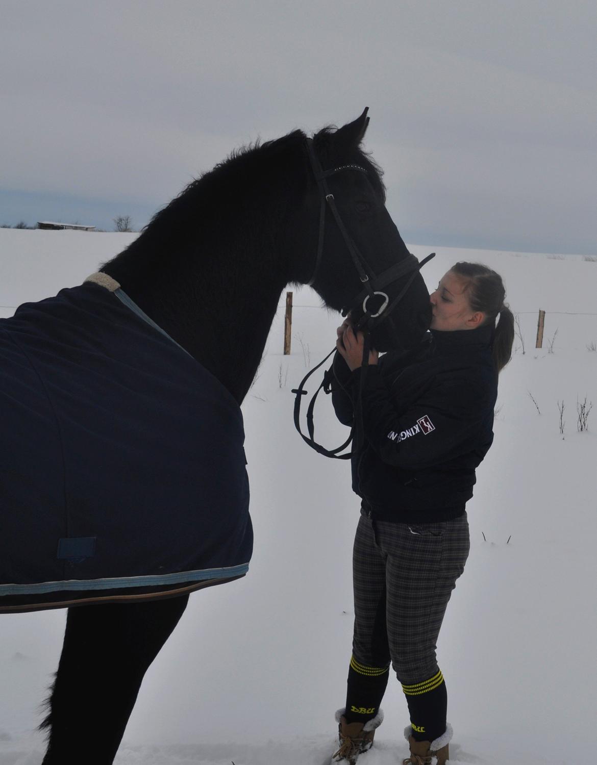 Frieser Geartsje Tjimske K. [Solgt] - Et kys til verdens bedste hest <3 billede 19