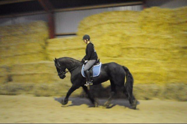 Frieser Geartsje Tjimske K. [Solgt] - December 2012. billede 13