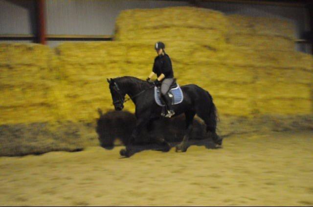 Frieser Geartsje Tjimske K. [Solgt] - December 2012. billede 8