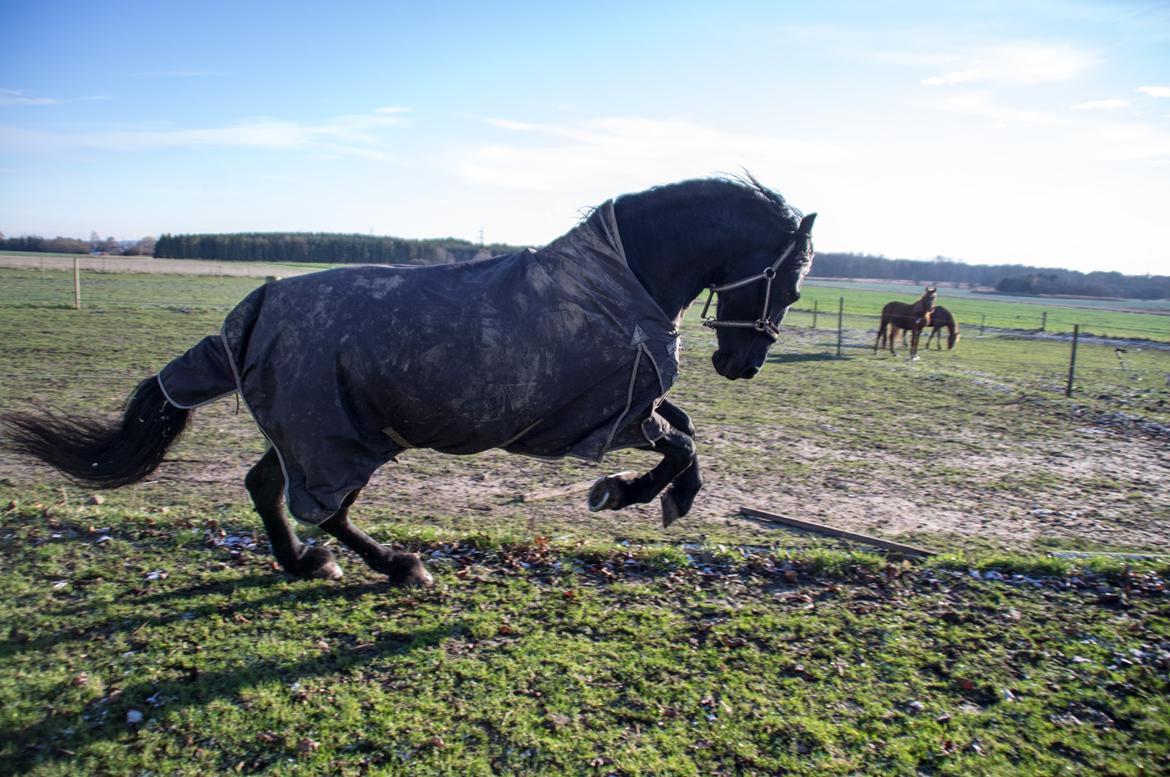 Frieser Neeltje Jacoba V. Swichum billede 20