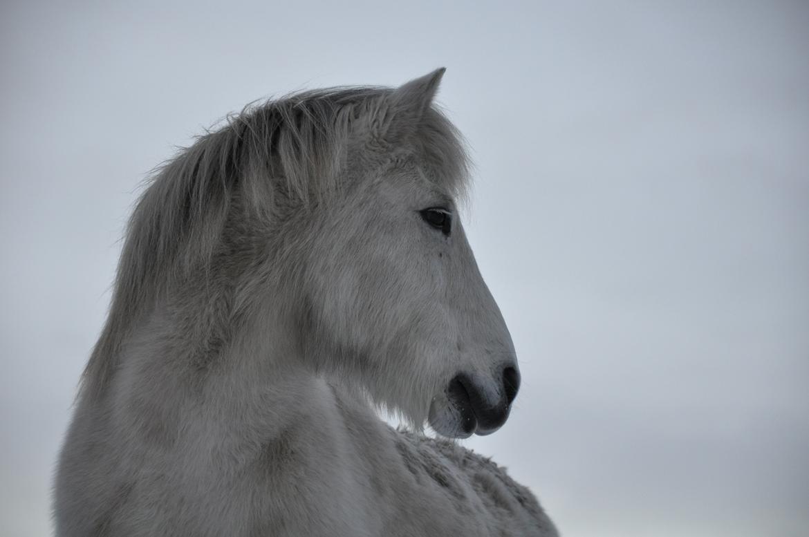 Islænder Hlín fra Helgenæs<3 - Smukkeste...<3 Foto: AFH 06.12.12 billede 10