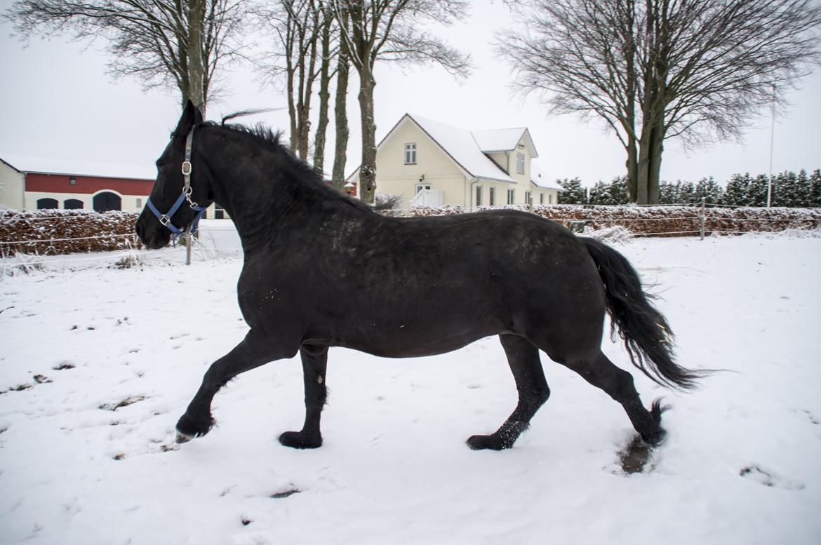 Frieser Ebony Jacoba billede 11