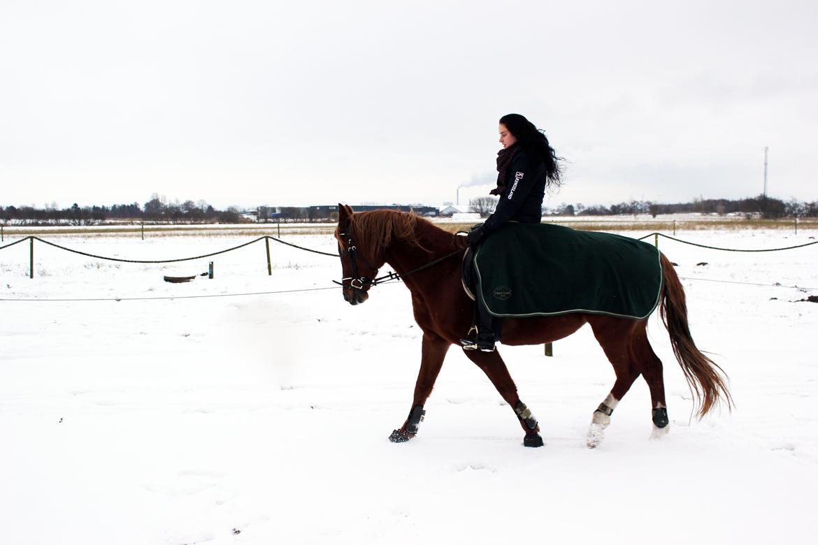 Anden særlig race Mariska *Lady* billede 9