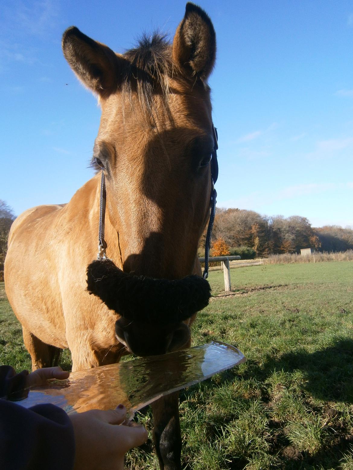 Anden særlig race Sweedy - Iiiis!:-) billede 2