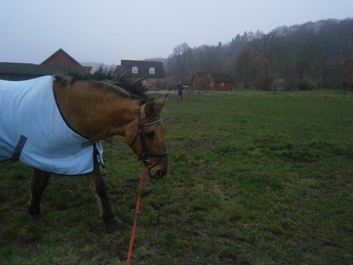 Anden særlig race Sweedy billede 13