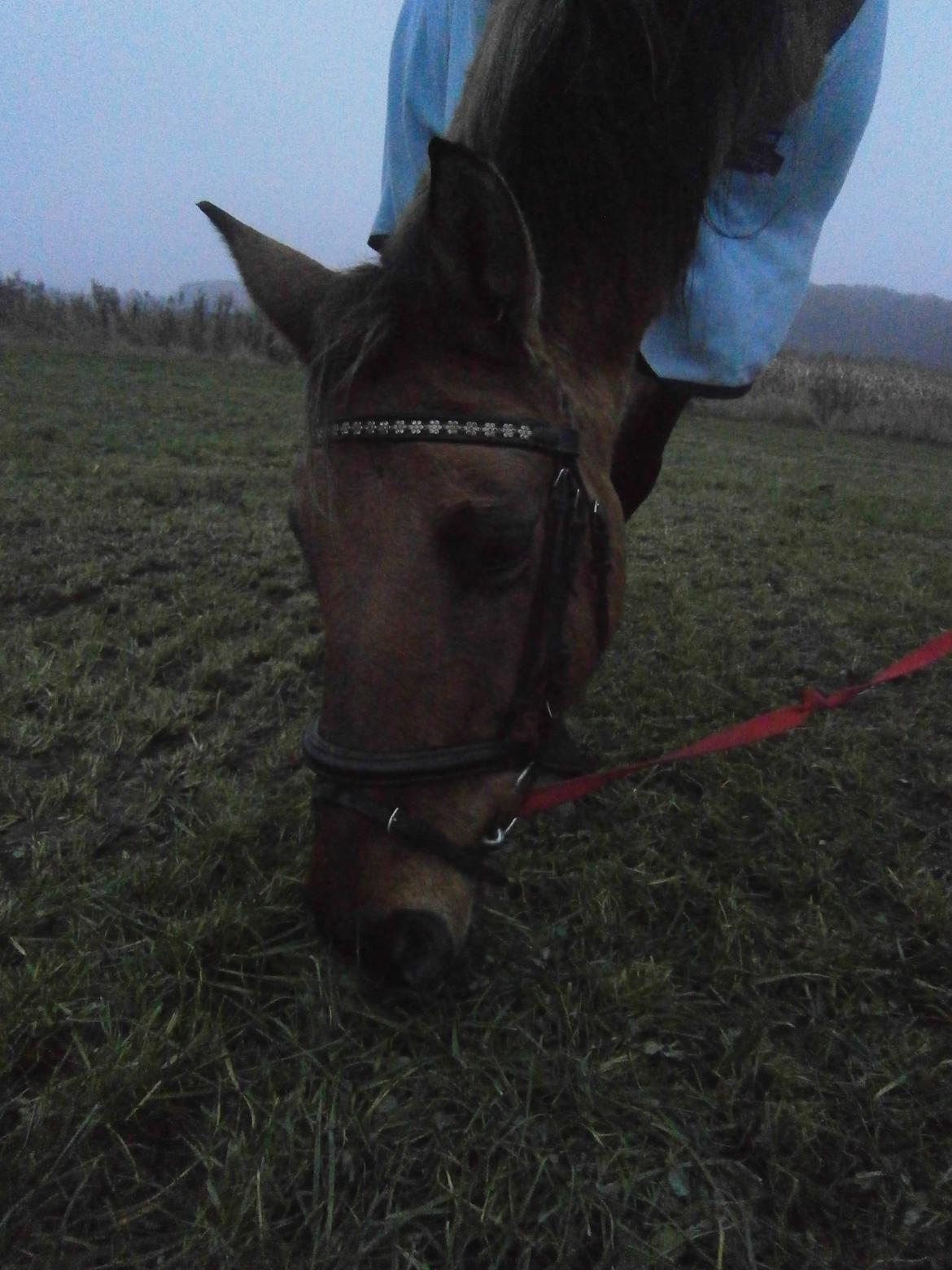 Anden særlig race Sweedy billede 14