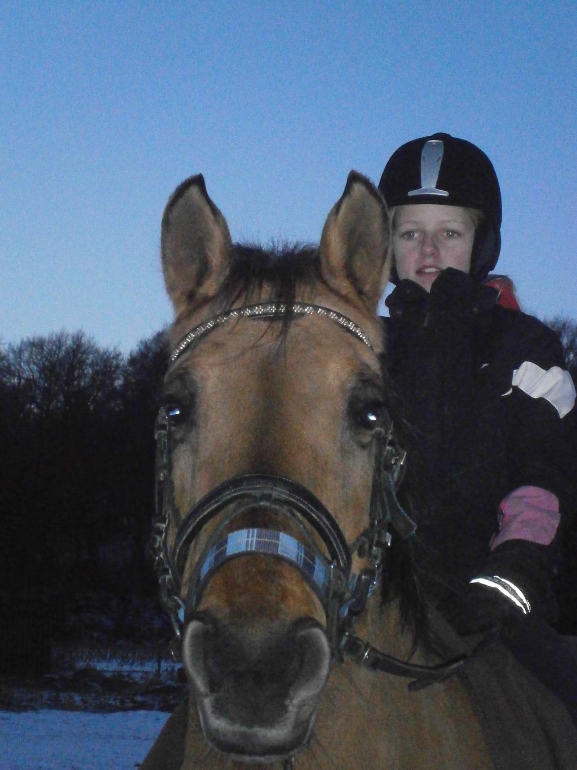 Anden særlig race Sweedy billede 15