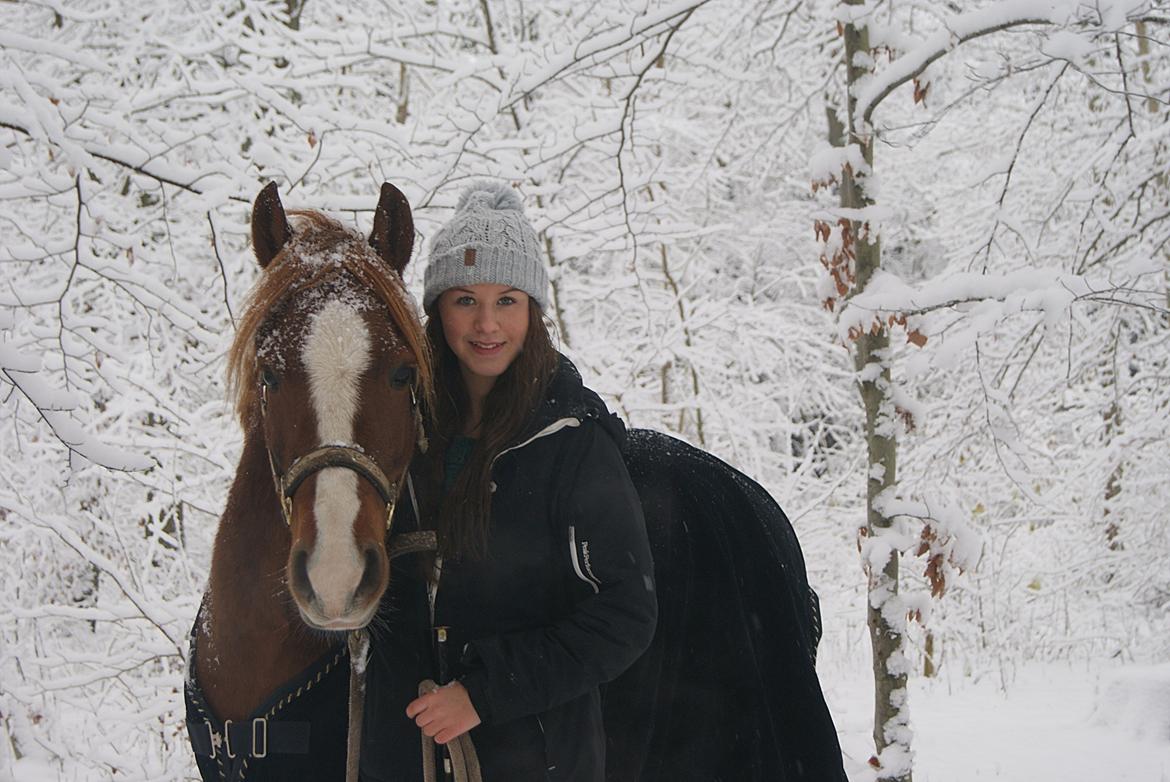 Welsh Cob (sec D) Flora <<3 billede 3