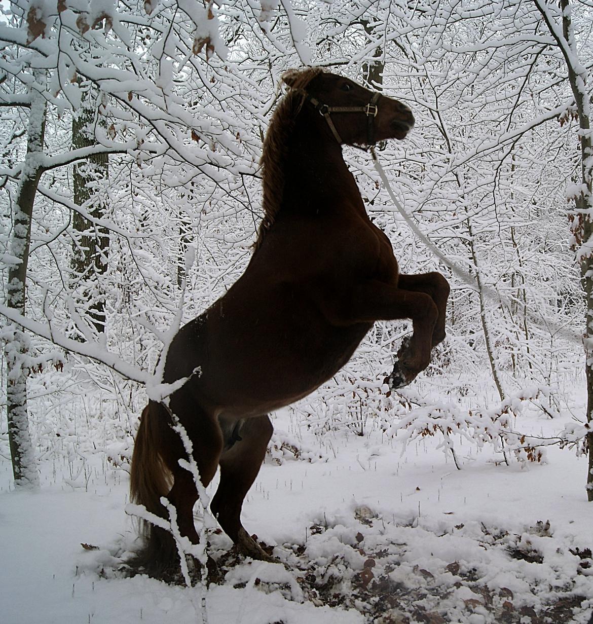 Welsh Cob (sec D) Flora <<3 billede 1