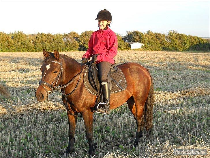 New Forest | Lærke - 2. Ude og galopere på stubmarken :D  billede 2