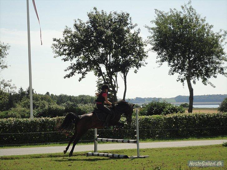 New Forest | Lærke - 3. Spring i flot stil :D billede 3