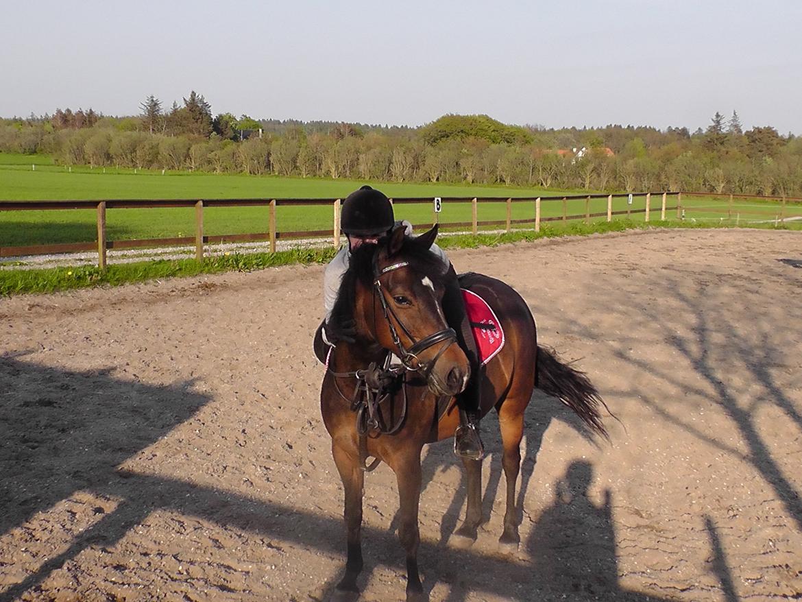 New Forest | Lærke - 10. Dressur med Frederikke - Sommer 2012 billede 10