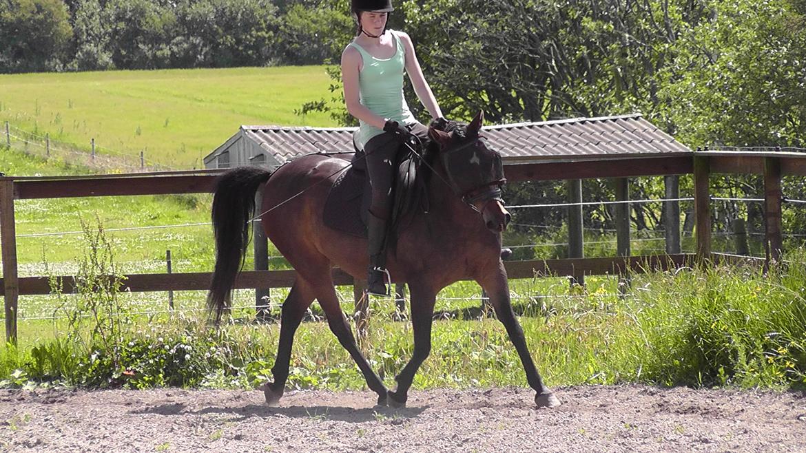 New Forest | Lærke - 8. Dressur med Frederikke - Sommer 2012 :D billede 8