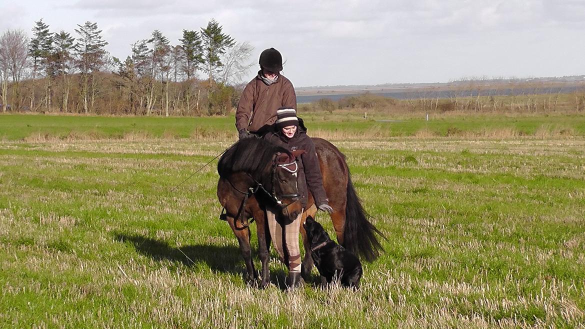 New Forest | Lærke - 6.  billede 6