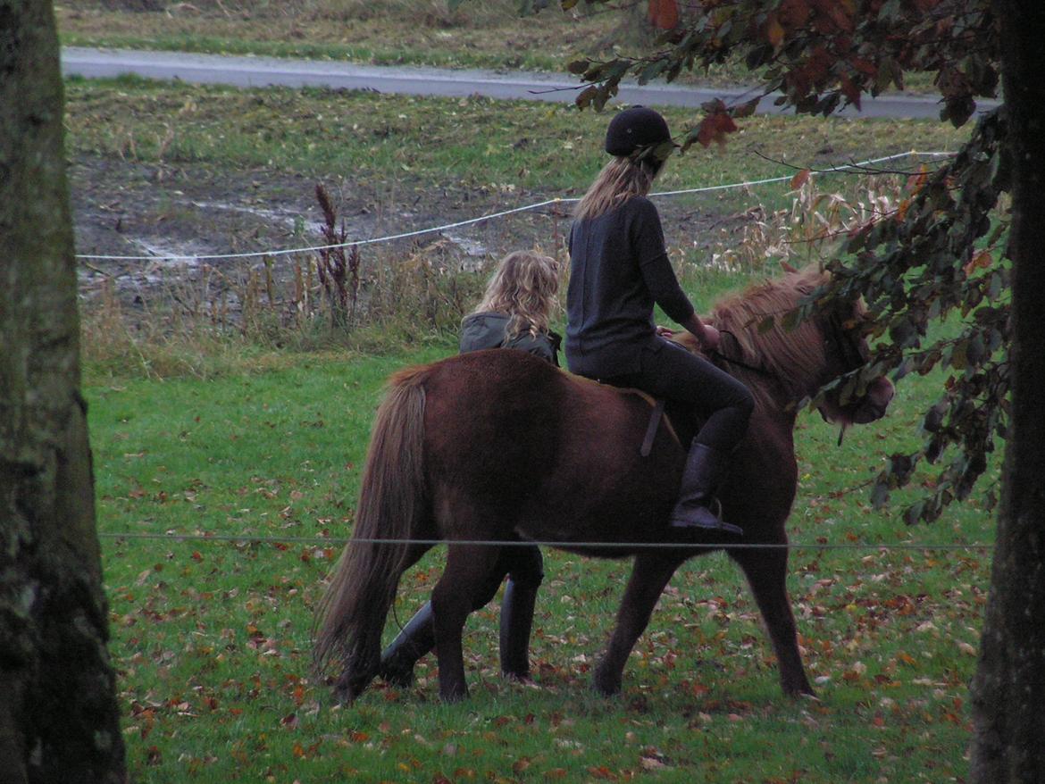 Islænder Roka billede 6