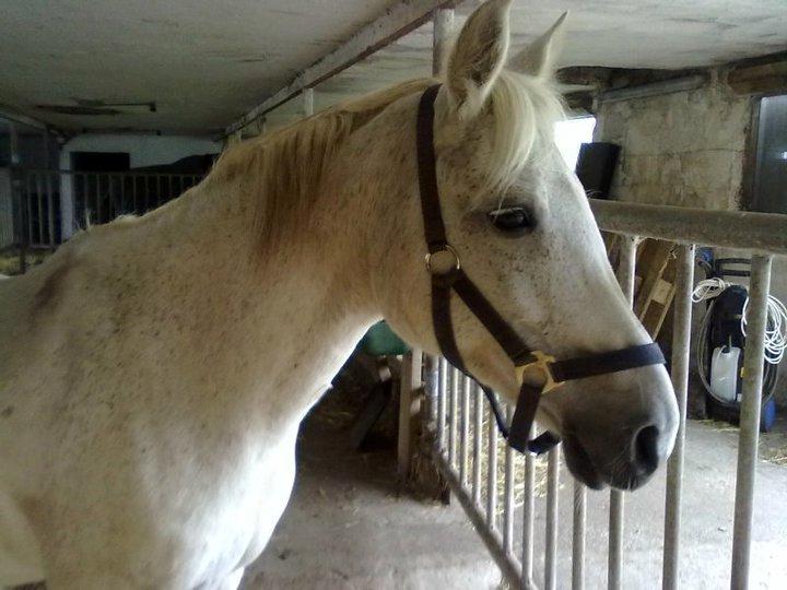 Anden særlig race Sandy billede 3