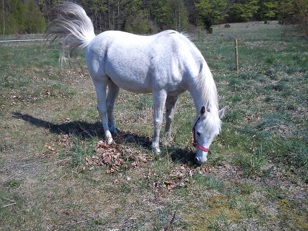 Anden særlig race Sandy billede 4