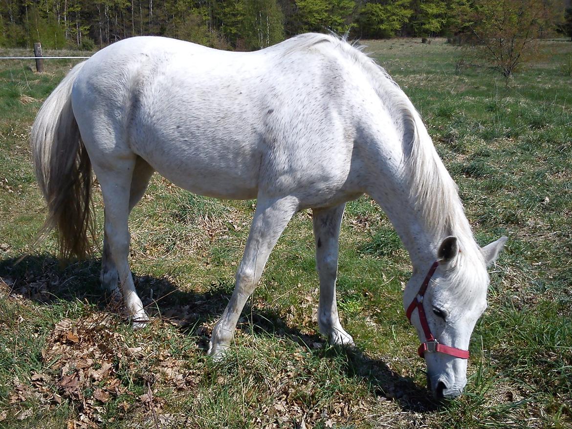 Anden særlig race Sandy billede 5
