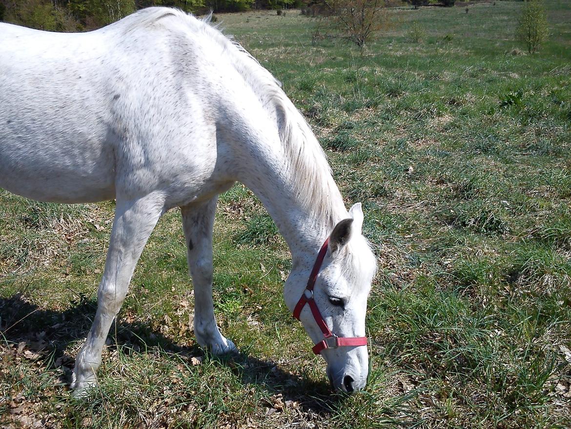 Anden særlig race Sandy billede 6