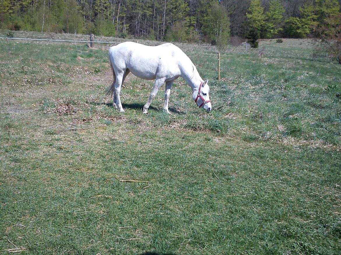 Anden særlig race Sandy billede 7