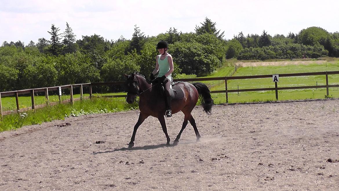 New Forest | Lærke - 19. Dressur med Frederikke - Sommer 2012 billede 19