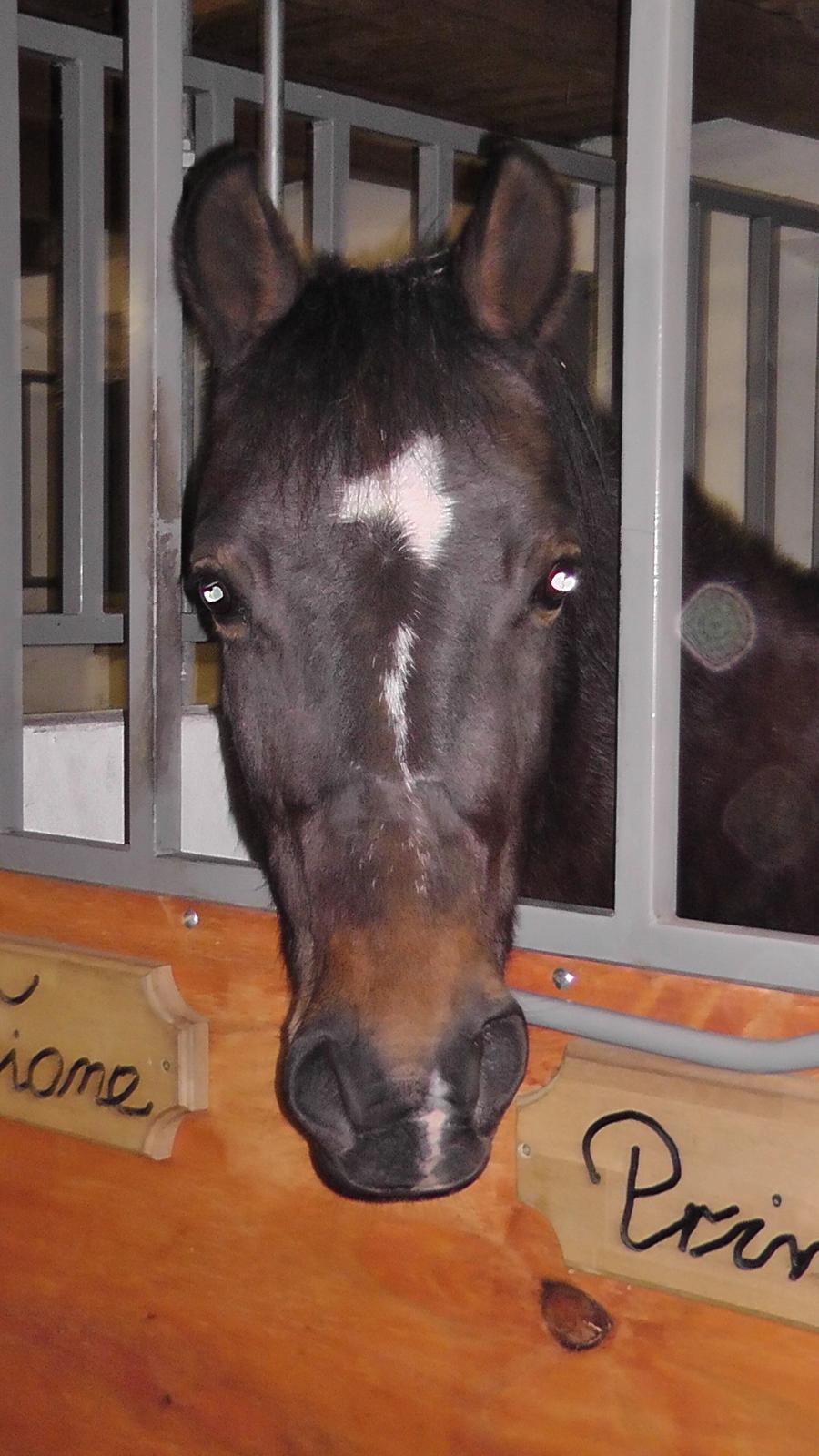 New Forest | Lærke billede 12