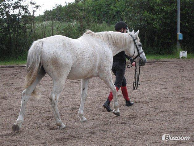 Anden særlig race Bob - We were supposed to be together forever.. But no matter what, I'll love you forever! I miss you every day.. billede 20