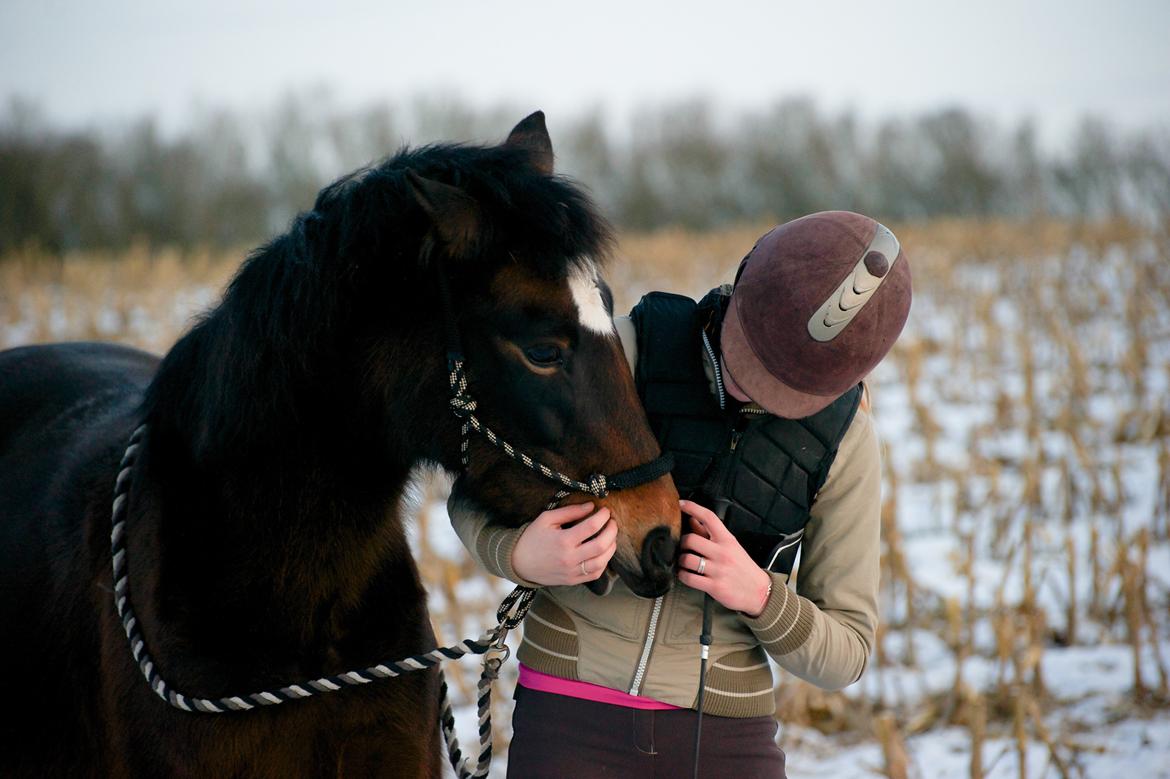 New Forest Feldholm's Penny - Jeg elsker dig billede 2
