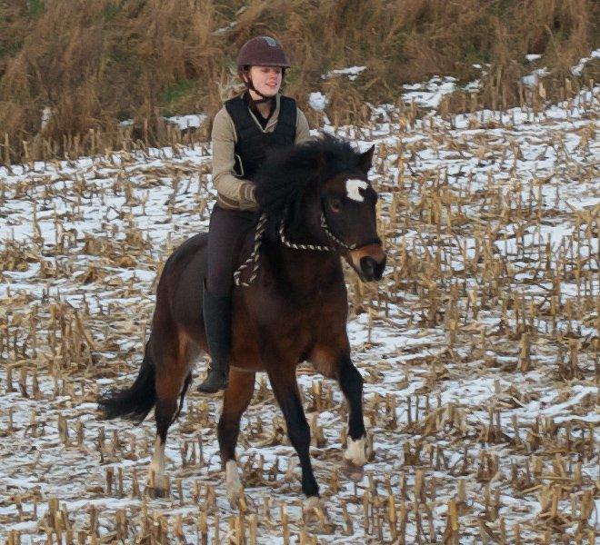 New Forest Feldholm's Penny - God didn't give the horse it's wings, but yet they fly! billede 12