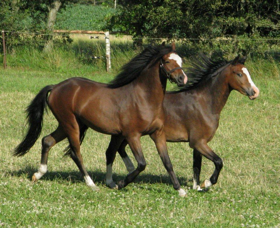 Welsh Pony (sec B) Korreborgs Mateus - Korreborgs Mateus og Korreborgs Alonzo <3 nuurh! De er så søde ;-)  billede 12