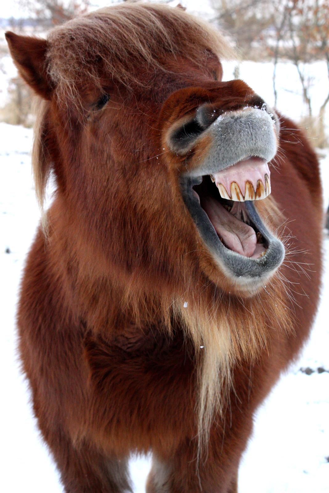 Islænder Freyr fra Tanderup billede 14