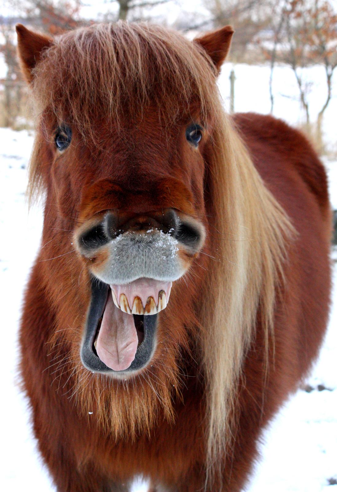 Islænder Freyr fra Tanderup billede 20