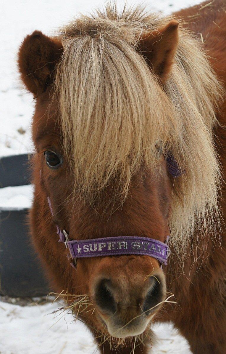 Shetlænder Isabella<3 - 8. december 2012 <3 billede 18