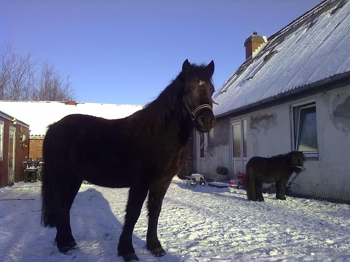 Anden særlig race cirkeline billede 3