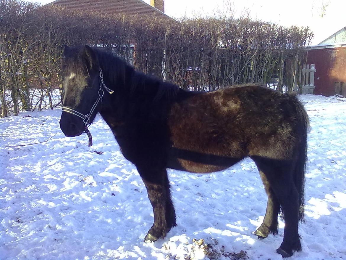 Anden særlig race cirkeline billede 4