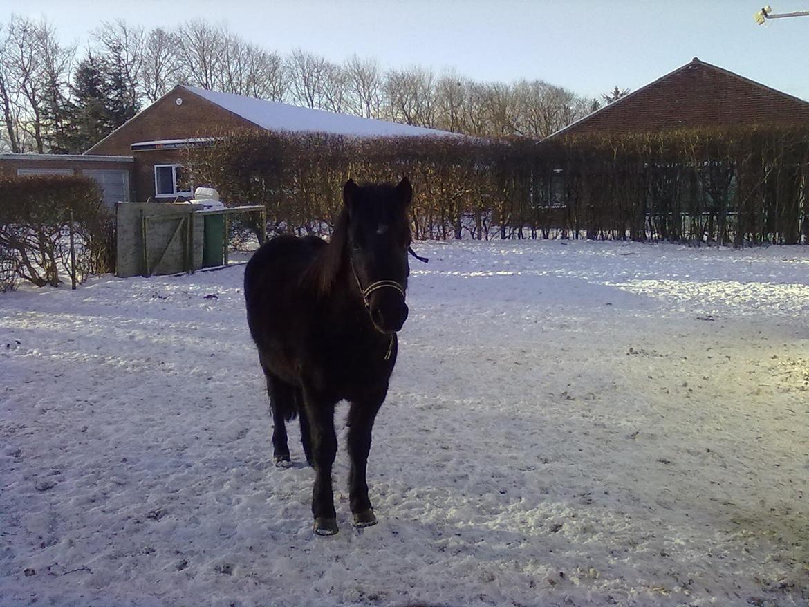 Anden særlig race cirkeline billede 5