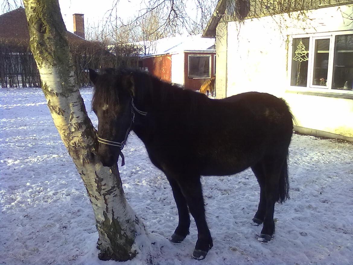 Anden særlig race cirkeline billede 6
